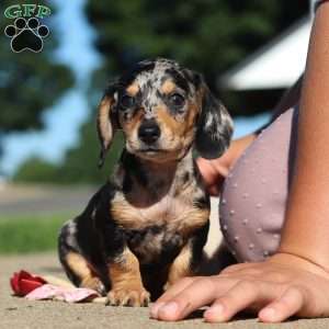 Barney, Dachshund Puppy